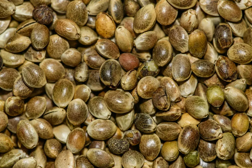 Hemp Seed (Viable)