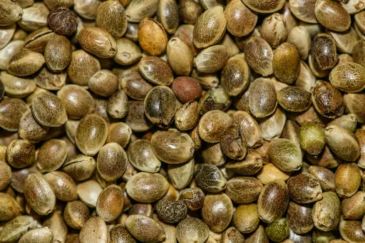 Hemp Seed (Viable)